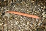 Oestergrenia digitata