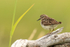 Least Sandpiper (breeding adult), Johnson River, Lake Clark NP, Alaska