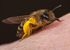 Andrena flavipes (f)