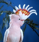 Leadbetter Cockatoo