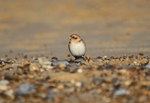Snow Bunting