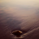 Limpet
