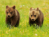 Brown Bear cubs running in the swamp at Martinselkonen