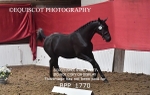 BPP_1770