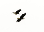 Eagle Pair