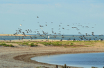 Cormorants