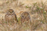 Burrowing Owl portfolio