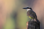 Great Kiskadee portfolio