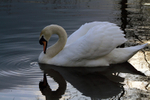 Nelson Swan