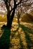 Tiptree Heath Dawn (12)