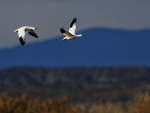 Ross's Geese flying, Bosque del Apache, New Mexico