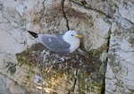 Kittiwake