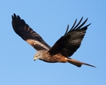 Red Kite portfolio