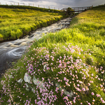 Coastal Bloom