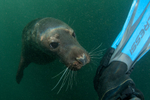 Grey Seal - Halichoerus grypus