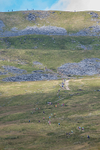Ingleborough-589