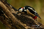 Gt Spotted Woodpeckerm 140116 56