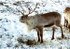 Reindeer
