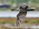 Cormorant portfolio