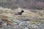 Arctic Fox