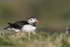 G Puffin June