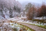 Path through Macclesfield Forest (2)