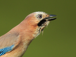 Jay, close head view, Worcestershire