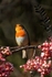 Singing Robin