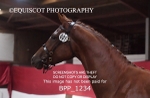 BPP_1234