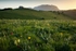 Mountain pass at dawn