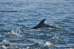 Bottlenose Dolphin