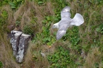 Fulmar