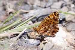 Weavers Fritillary