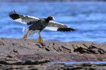 Kelp Goose gliding wings outstretched, Carcass Island, Falklands