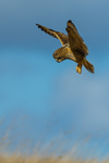 short eared owl Asio flammeus-4544