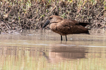 Hamerkop