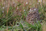 Burrowing Owl resting, Cape Coral, Florida