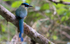Blue-Crowned Motmot