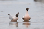 Brown-Hooded Gull