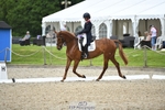 112-BILLY_MAPLE-Kitty_King-WEDTrotUp+DR portfolio