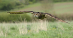 Eagle Owl