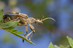 Take-off (Rhagium mordax)