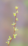 SPRING BUDS - NORFOLK COUNTY