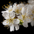 Blackthorn Blossom (02)