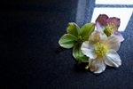 Friday 20th Feb 2009