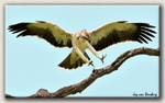 Juvenile Martial Eagle