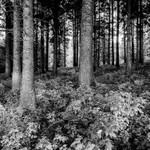 Macclesfield Forest (2)