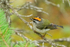 Golden-crowned Kinglet (adult) with food, Maligne Canyon, Canada