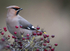 WAXWING HALKYN 20