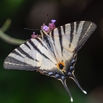 Scarce Swallowtail (Iphiclides podalirius)